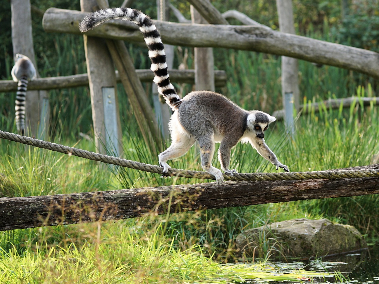 ring-tailed-lemur-2934627_1280